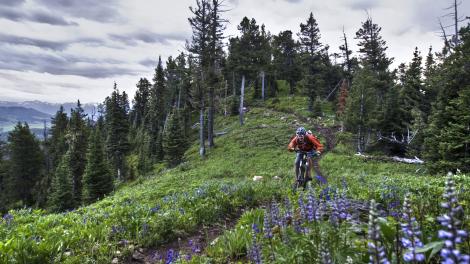 野草の中のトレイルを走るマウンテンバイク