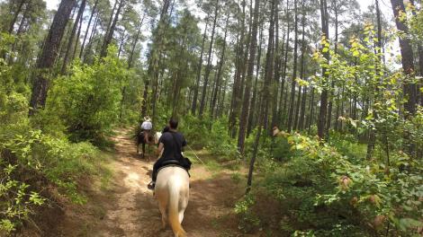 Ambling through Kisatchie National Forest