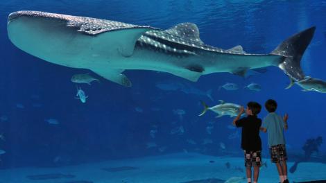 The Georgia Aquarium