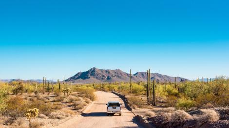 Scenic drive among the saguaro cacti in the Sonoran Desert in Arizona