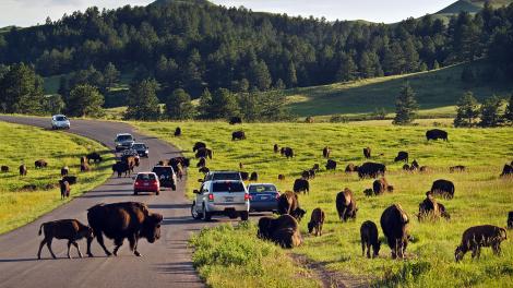 Some of the 1,300 bison roaming freely throughout Custer State Park in South Dakota