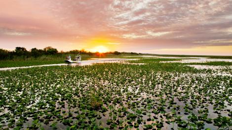 Gliding over the Everglades on an airboat tour