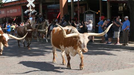 The twice daily cattle drive at Fort Worth Stockyards National Historic District in Texas