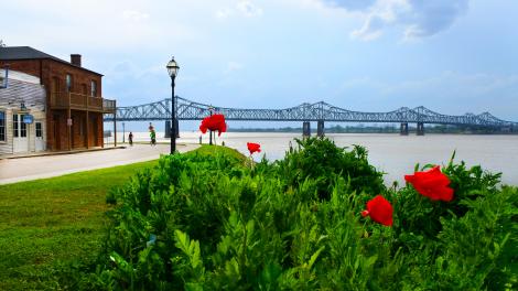 Pavots en fleurs au bord du Mississippi, un signe du printemps apprécié des citadins