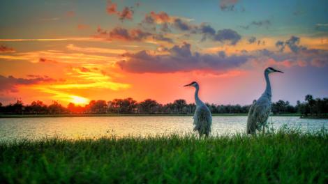 Sandhill cranes and a gorgeous sunset at a Port St. Lucie lake