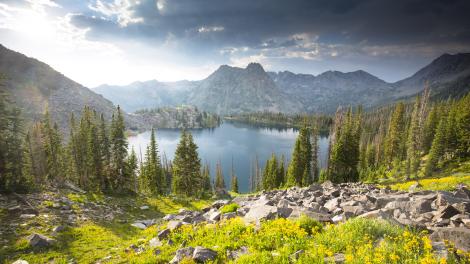 Lush greenery in the Mount Zirkel Wilderness near Steamboat Springs, Colorado