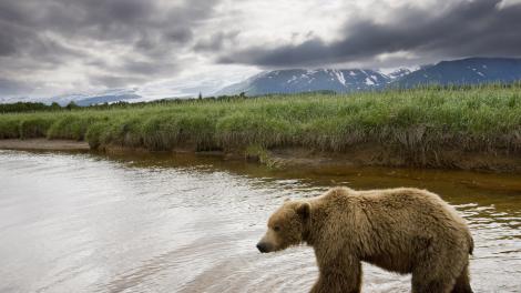 Bear on the hunt for salmon 
