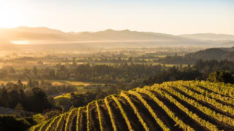Napa Valley vineyards