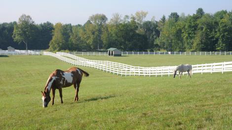 Horses grazing in a Saratoga area pasture
