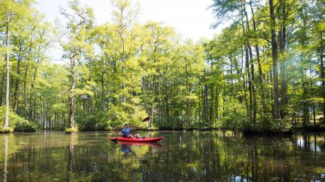 Paseando en kayak en el pantano de aguas negras y cipreses calvos de la Robertson Millpond Preserve