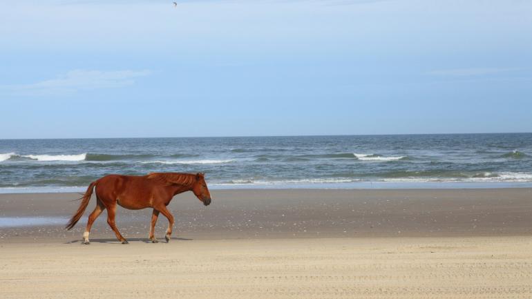 Un pony salvaje en Carova Beach, Outer Banks