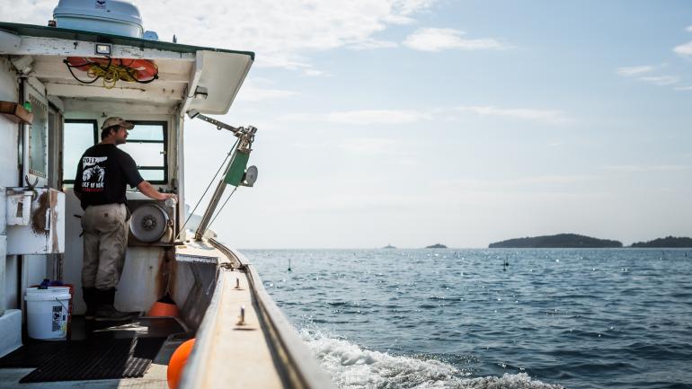 Generations of Maine residents have gone to sea in search of lobster pots crowded with crustaceans. Working lobster boat tours allow visitors to help haul traps and grade the catch.