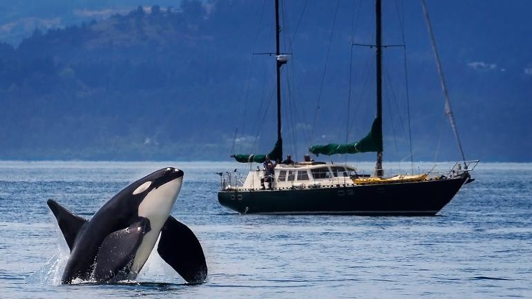 Orca breaching in the waters outside the San Juan Islands, Washington