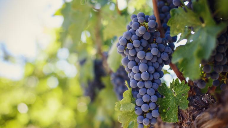 California’s many wine-producing regions vary in the grapes they grow, from Sauvignon Blanc and Chardonnay to Cabernet Sauvignon, Merlot, Zinfandel and Pinot Noir.