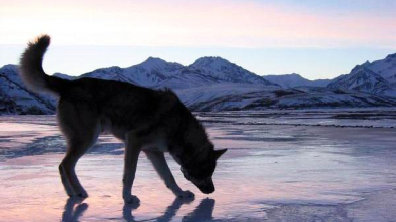 Alaskan huskies – great sled dogs because they can withstand harsh winters