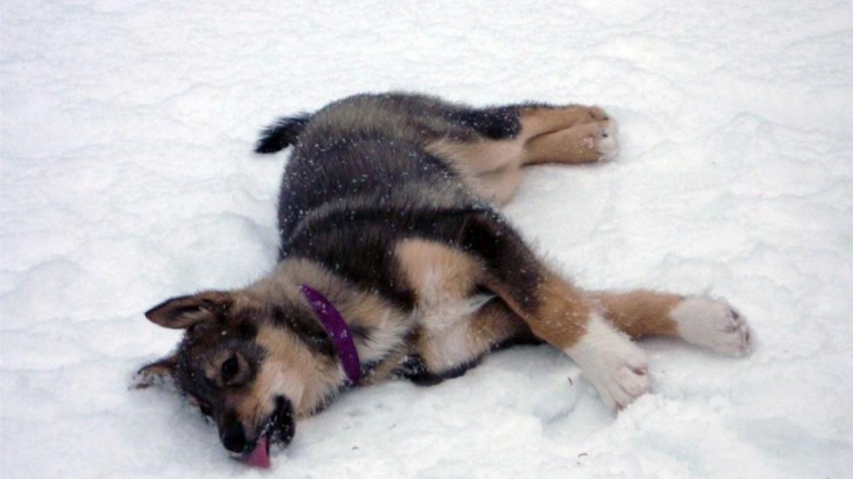 A 6-month-old, one of the newest arrivals to join the Denali pack
