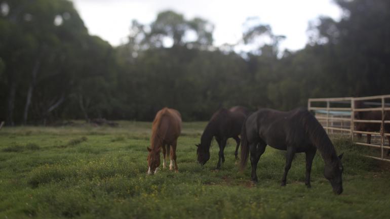 Horses graze in a field on Maui 