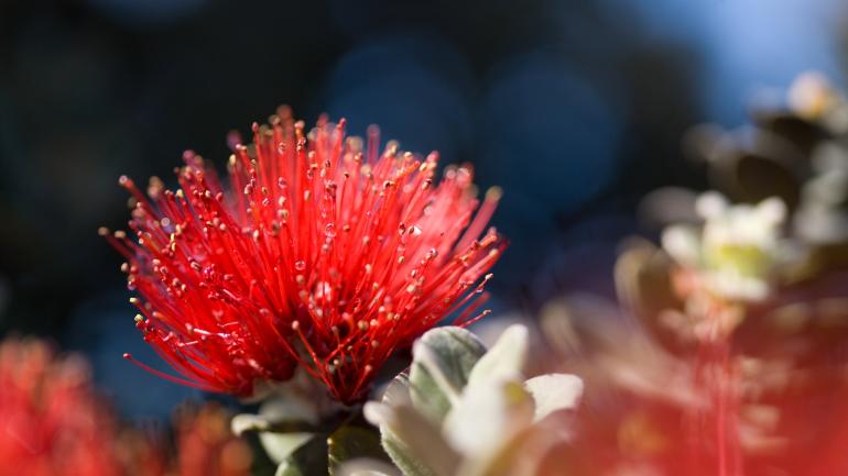 Red lehua flowers from the ohia tree are abundant in Hawaiʻi