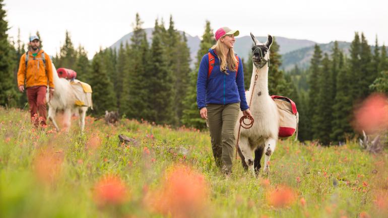 ハイキングは、夏のベイルを楽しむ数ある方法の 1 つです。 個性を加え、ハイキング用具を運ぶために、リャマを連れて行きましょう。