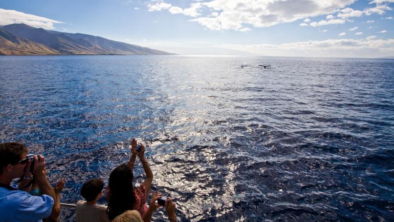A whale’s fluke surfaces during a whale watching tour in Hawaiʻi