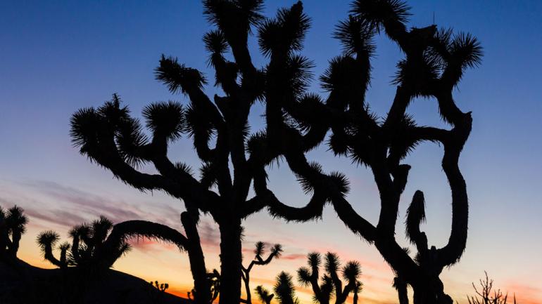 Joshua trees at dusk