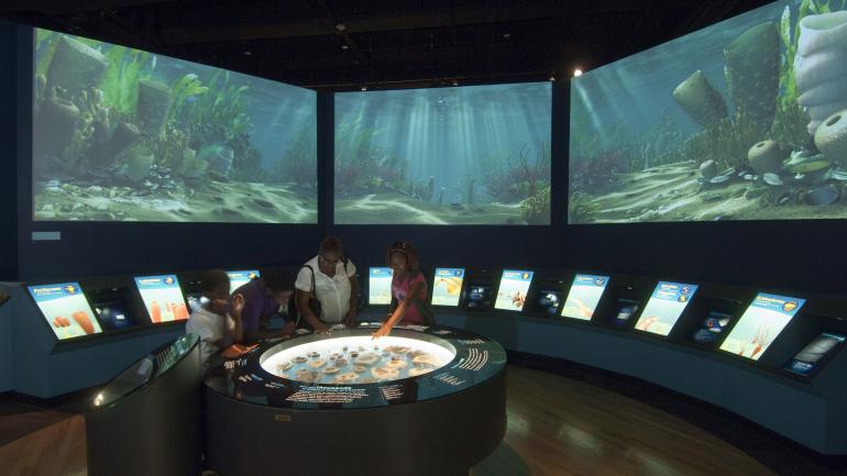 A dazzling exhibit at The Field Museum in Chicago, Illinois 