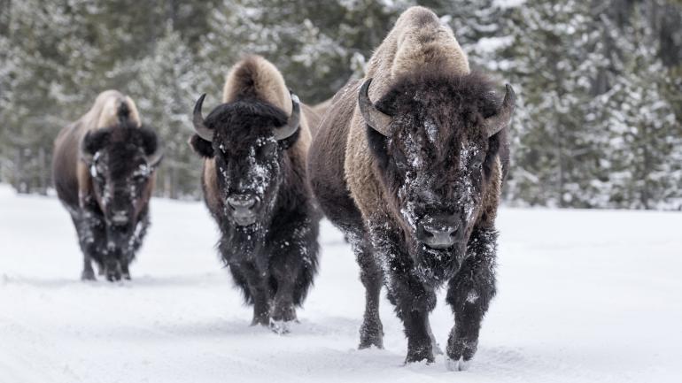 Bison is the scientific term for this mammal, but they're also called buffalo. 