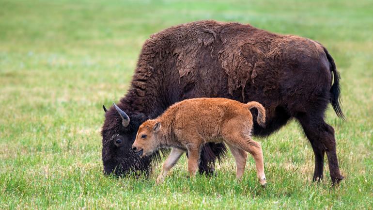 Bison are now found in nearly every U.S. state, but the best place to see wild herds is Yellowstone National Park.