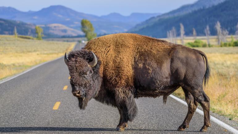 bison are the continent's largest mammal, and can grow to 2 meters tall and weigh up to 907 kilograms.