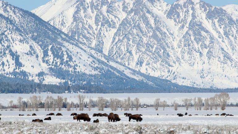 Bison have long been an emblem representing the USA's frontier roots.