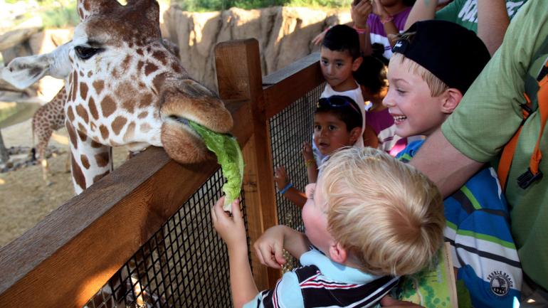 Nourrissage d’une girafe au zoo de Dallas