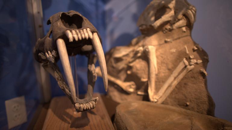 Two Medicine Dinosaur Center in Bynum