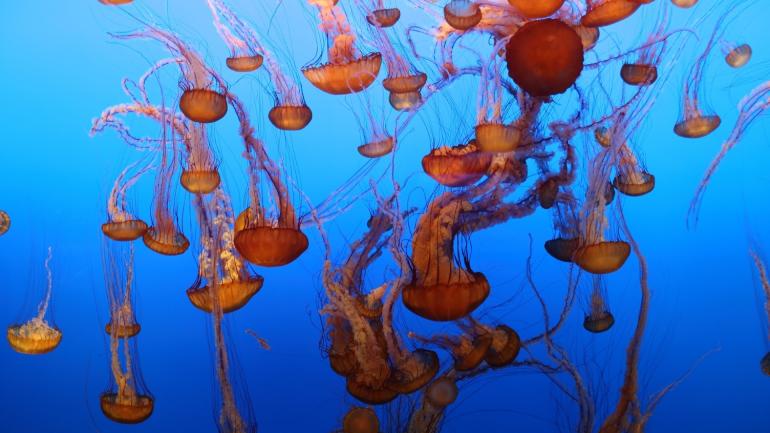 Le ballet enchanteur des méduses au Monterey Bay Aquarium