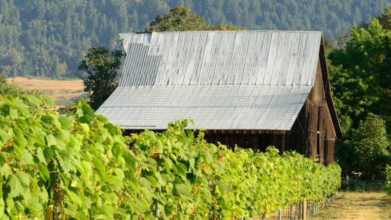 Vignes autour d’une grange dans une entreprise vinicole de l’Umpqua Valley près de Roseburg