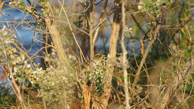 Espía a un gorrión pantanero entre los árboles en el Back Bay National Wildlife Refuge