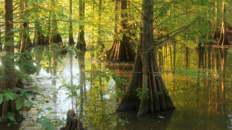 Cypress trees on a peaceful morning in Bogue Chitto National Wildlife Refuge
