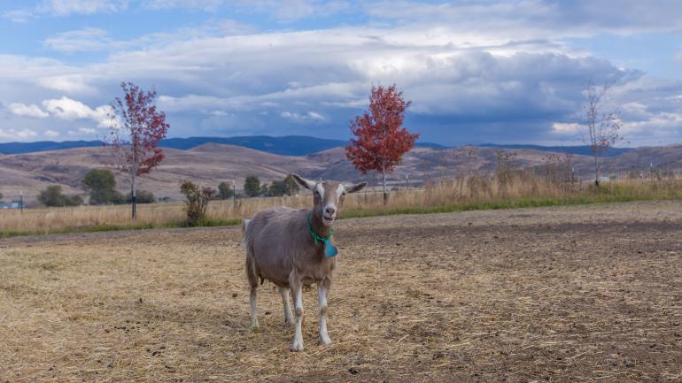 A goat grazes at the Grande Ronde Goat Dairy