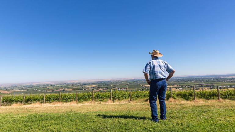 Winery hand overlooks the Syrah producing vineyards