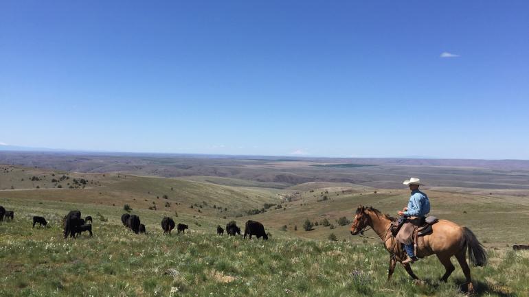 Authentic cattle drive on the high desert hills at Wilson Ranches Retreat
