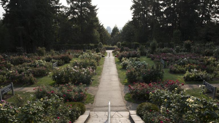 Strolling pathways through the International Rose Test Garden