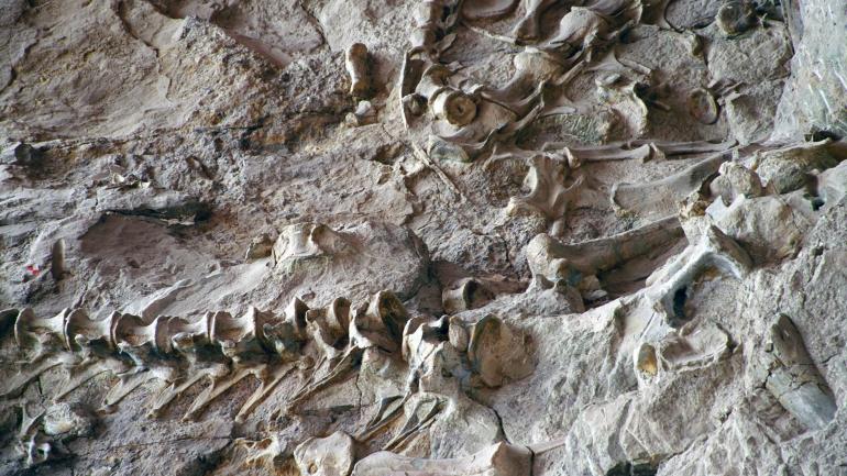 石礦展示廳的恐龍脊骨