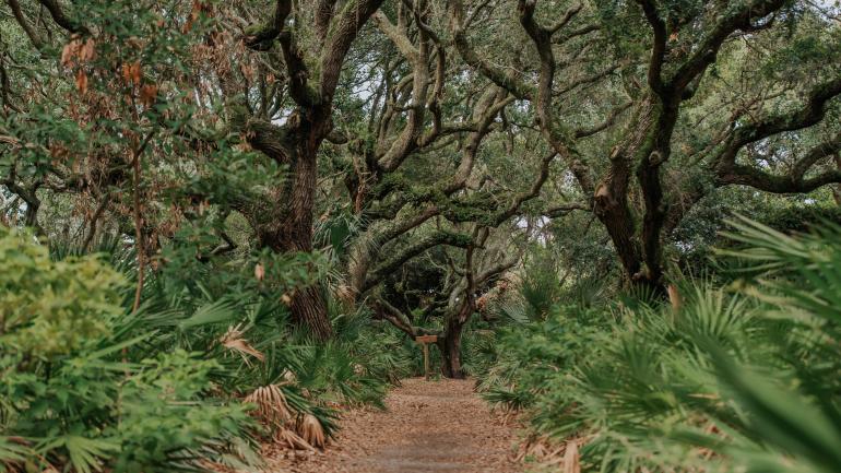 Storied live oak trees line a path to the beach on Cumberland Island