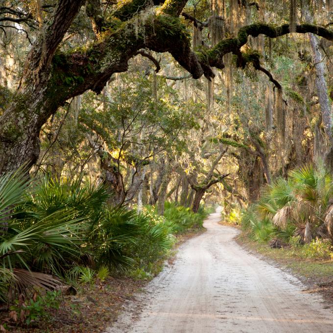 Alabama's coast has four ecosystems: ancient maritime live oak forest, wet longleaf pine savanna, freshwater marsh and small stream swamp forest.