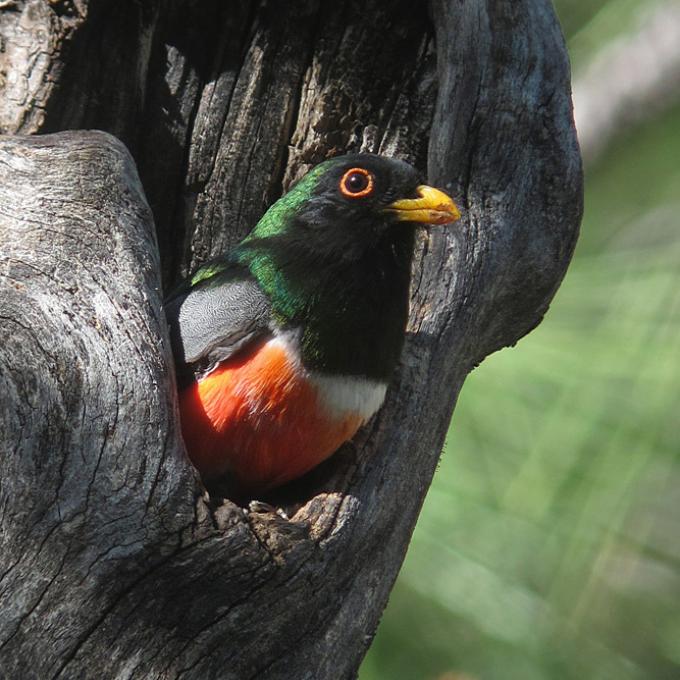 Un trogon coloré, l'une des nombreuses espèces d'oiseaux de Tucson