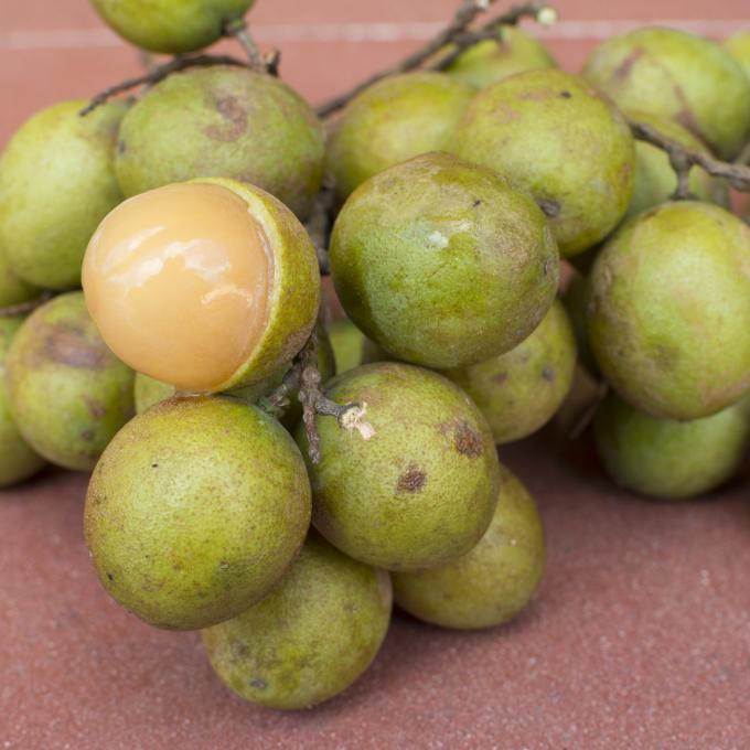 스페인 라임으로 잘 알려진 열대 과일 제닙