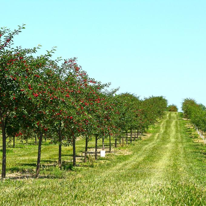 Kirschplantagen unter strahlend blauem Himmel in Door County, Wisconsin