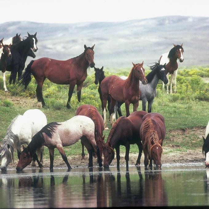 The wild horses of Pilot Butte, Wyoming, drinking from a pond