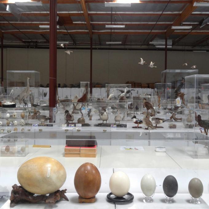 Œufs exposés à la Western Foundation of Vertebrate Zoology à Camarillo, Californie