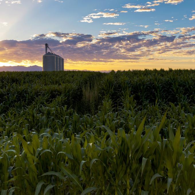 Coucher de soleil sur une ferme à Gilbert