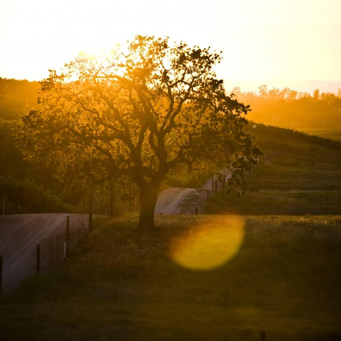 An oak tree in a Paso Robles vineyard